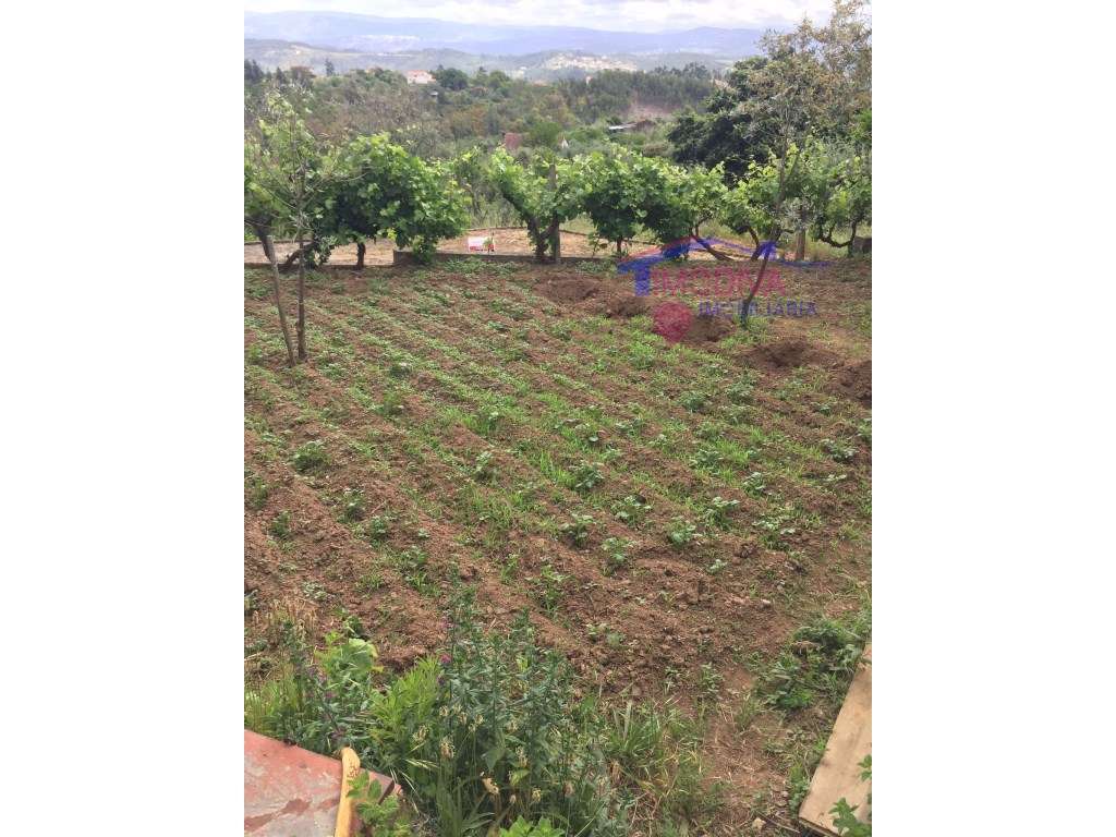 Moradia para restaurar com furo de água - Grande imagem: 4/22