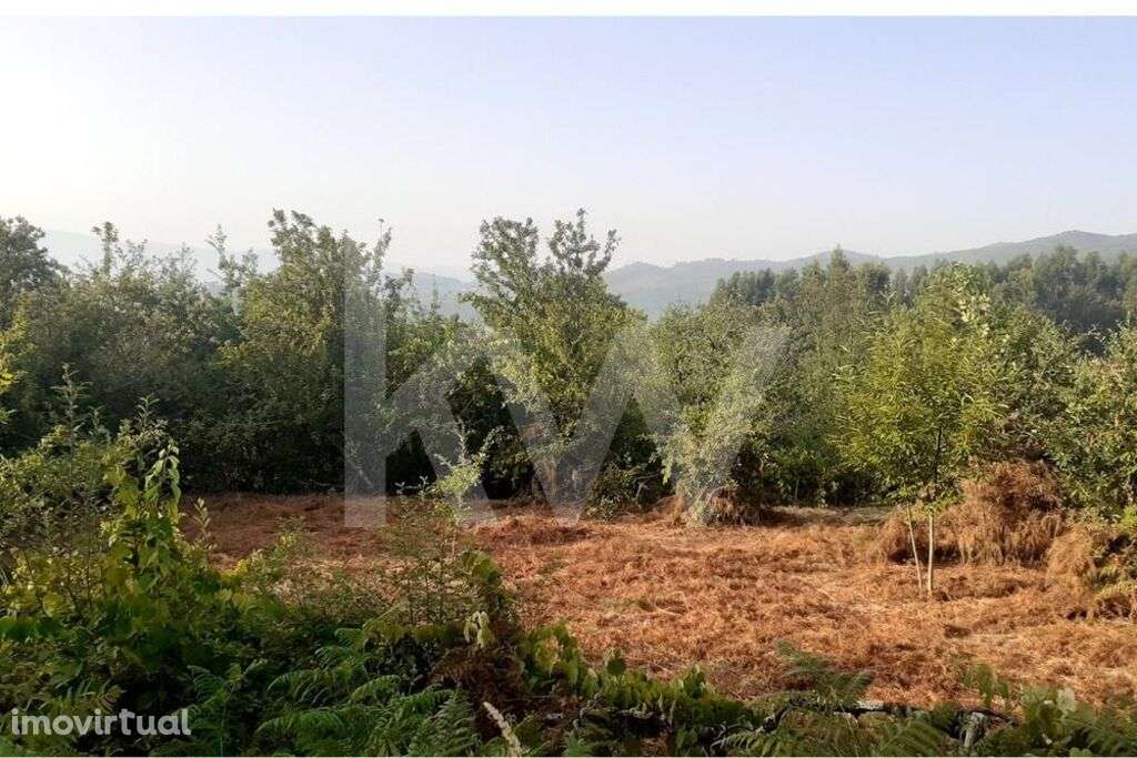 TERRENO RÚSTICO COM POTENCIAL URBANIZÁVEL EM SEVER DO VOUGA - Grande imagem: 2/6