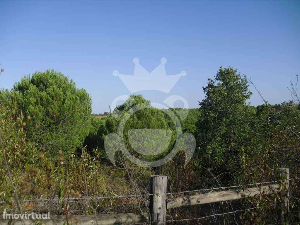 PROPRIEDADE RUSTICA COM 19,125 HECTARES - Grande imagem: 2/15