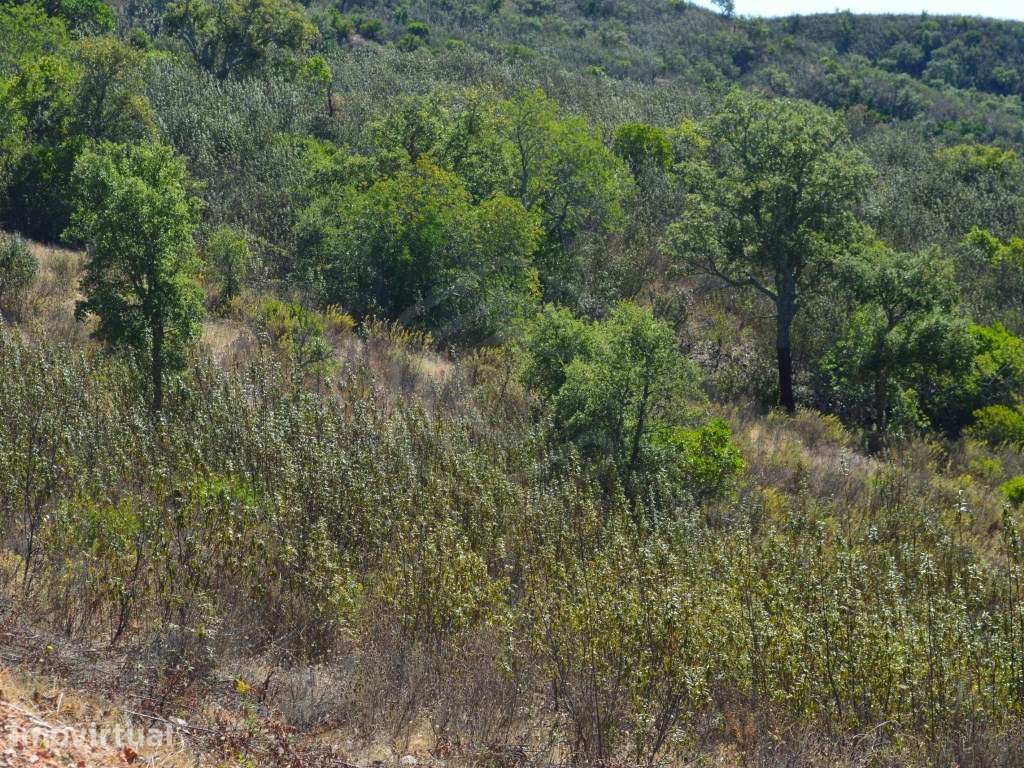 terreno Rustico, Loulé Algarve - Grande imagem: 4/18