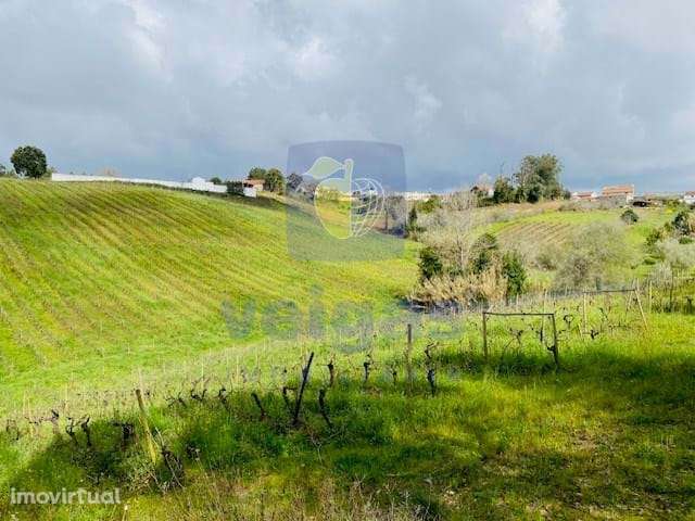 Vinha na Ramalhosa - Alvorninha - Grande imagem: 5/7