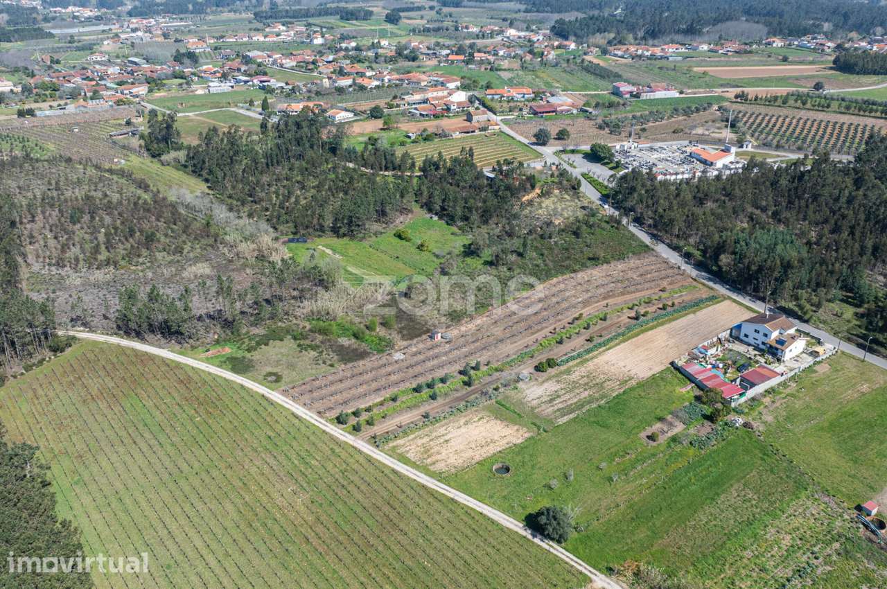 Terreno Urbanizável c/ 67m de frente em Anadia - Grande imagem: 3/15