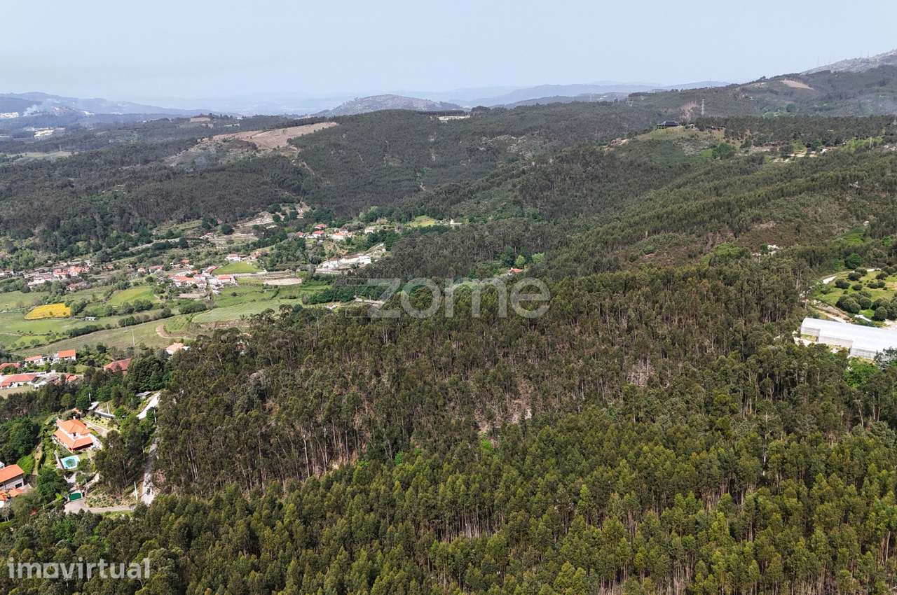 TERRENO COM 2 HECTARES POVOA DE LANHOSO - Grande imagem: 5/15