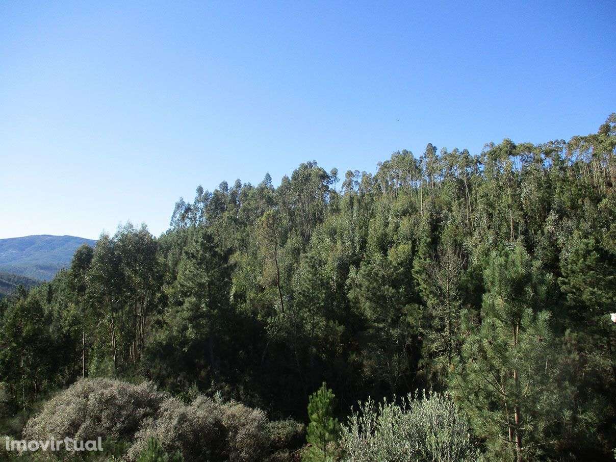 Quinta com Ruína - Grande imagem: 3/6