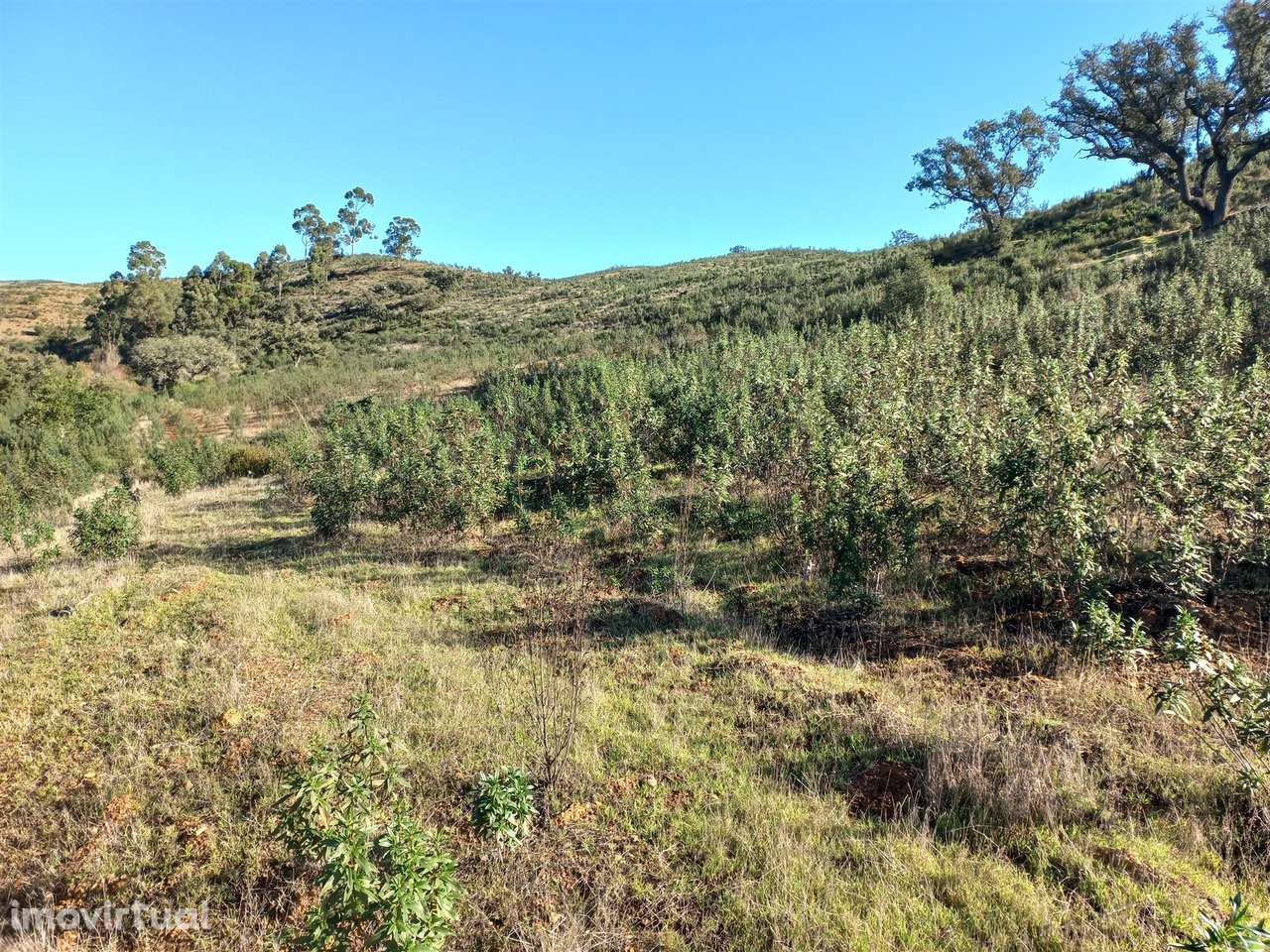 Terreno Rústico  Venda em Santa Clara-a-Nova e Gomes Aires,Almodôvar - Grande imagem: 4/16