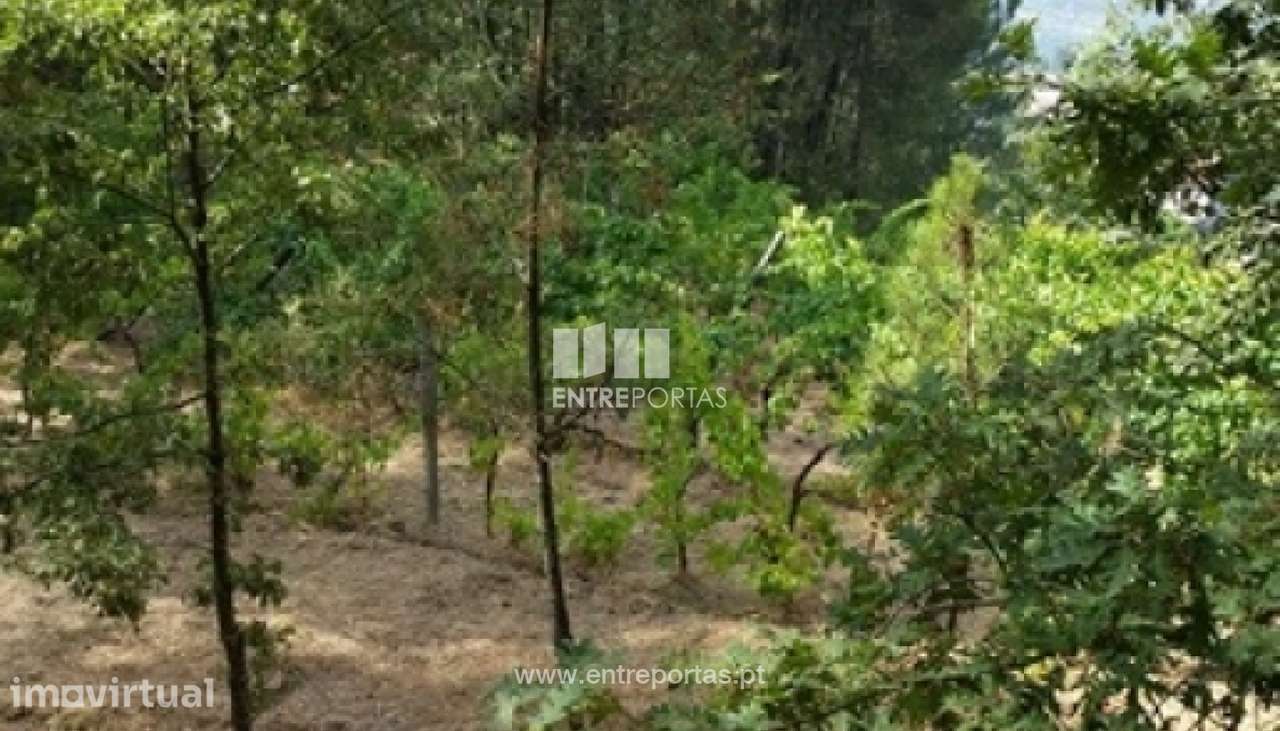 Venda Terreno, vista desafogada, Mesquinhata, Baião - Grande imagem: 4/8