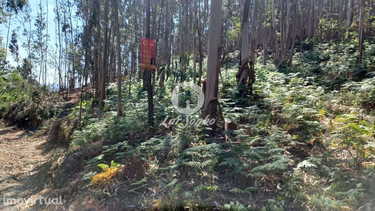 Bouça com 2.500m2 em Novais, Famalicão - Grande imagem: 3/10