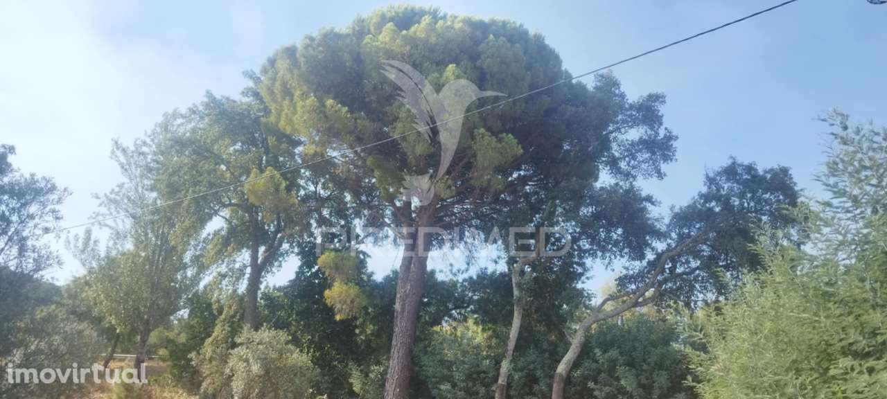 Quinta em Galegos/Marvão - Grande imagem: 5/19