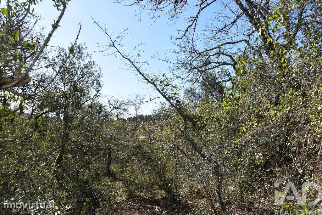 Terreno em Chãos de 800,00 m2 - Grande imagem: 3/23