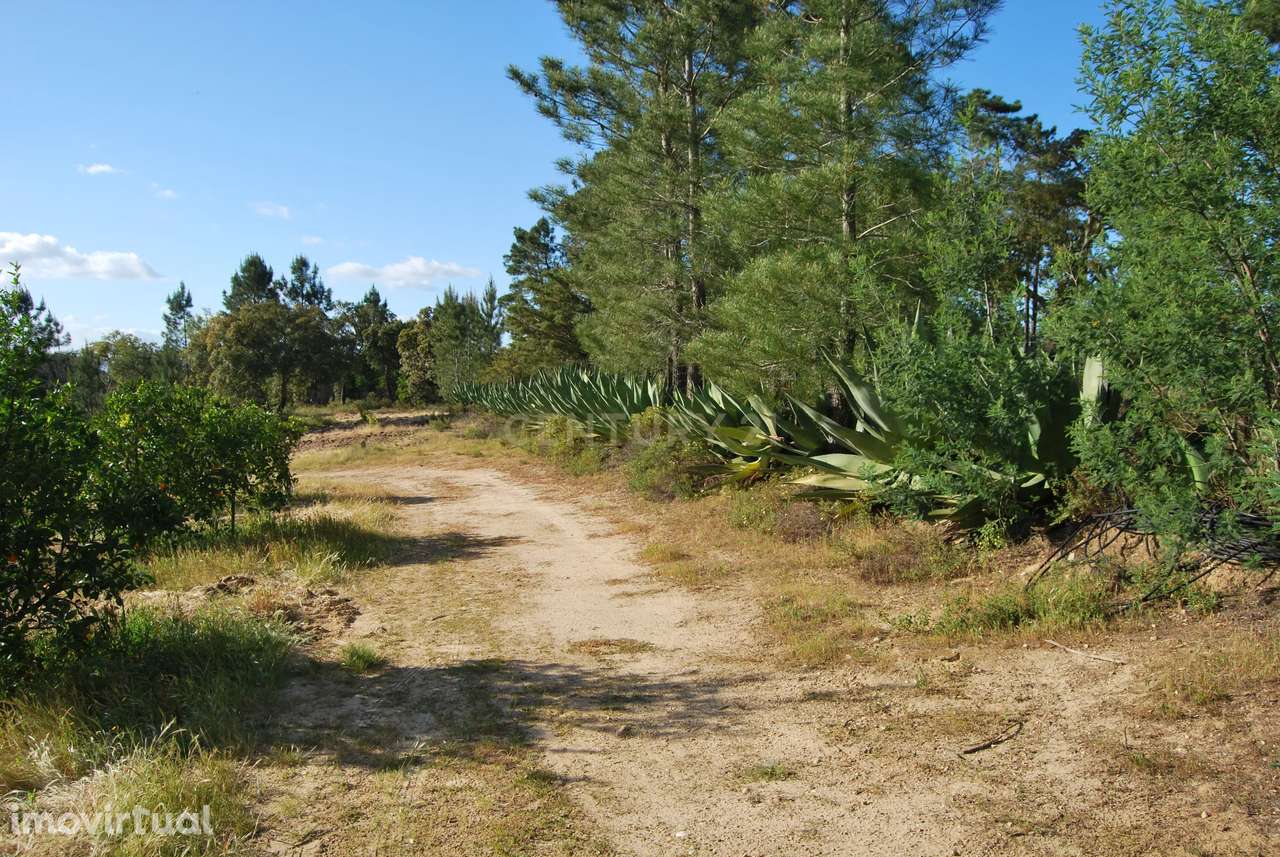 Terreno rústico 28200m2 em Vale do Junco, Chamusca, Golegã - Grande imagem: 3/41