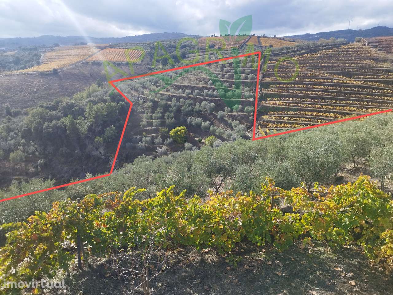 Olivais em Valongo dos Azeites, S.J. da Pesqueira - Grande imagem: 3/14