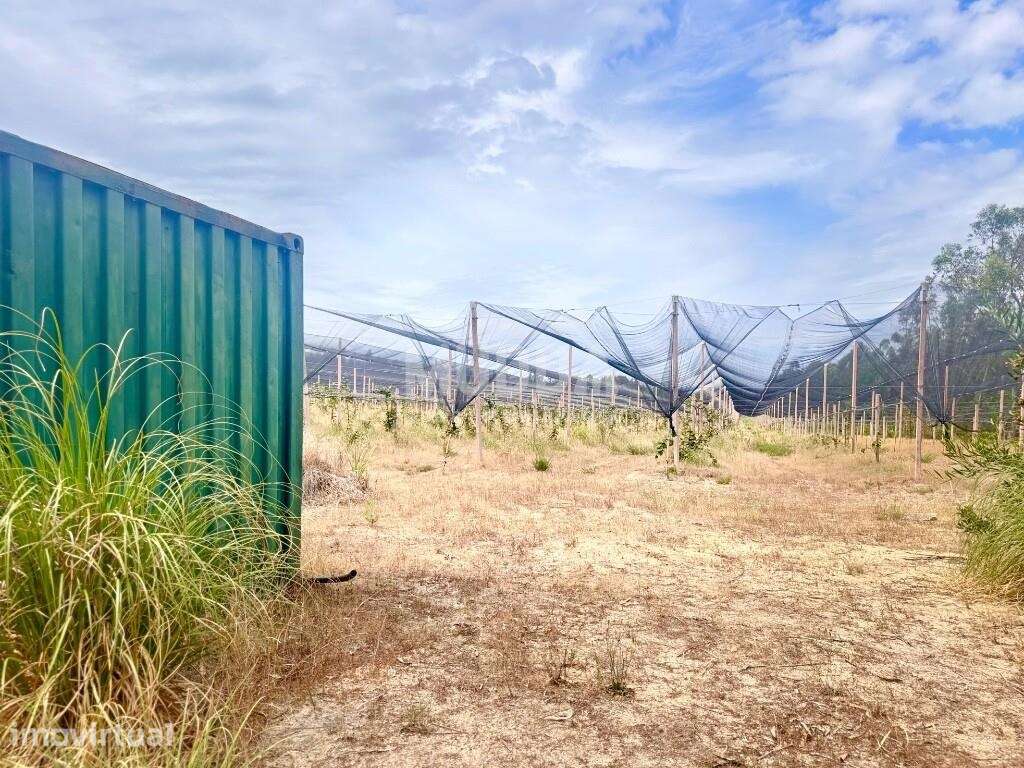 Kiwis Verdes para Venda - Grande imagem: 2/16