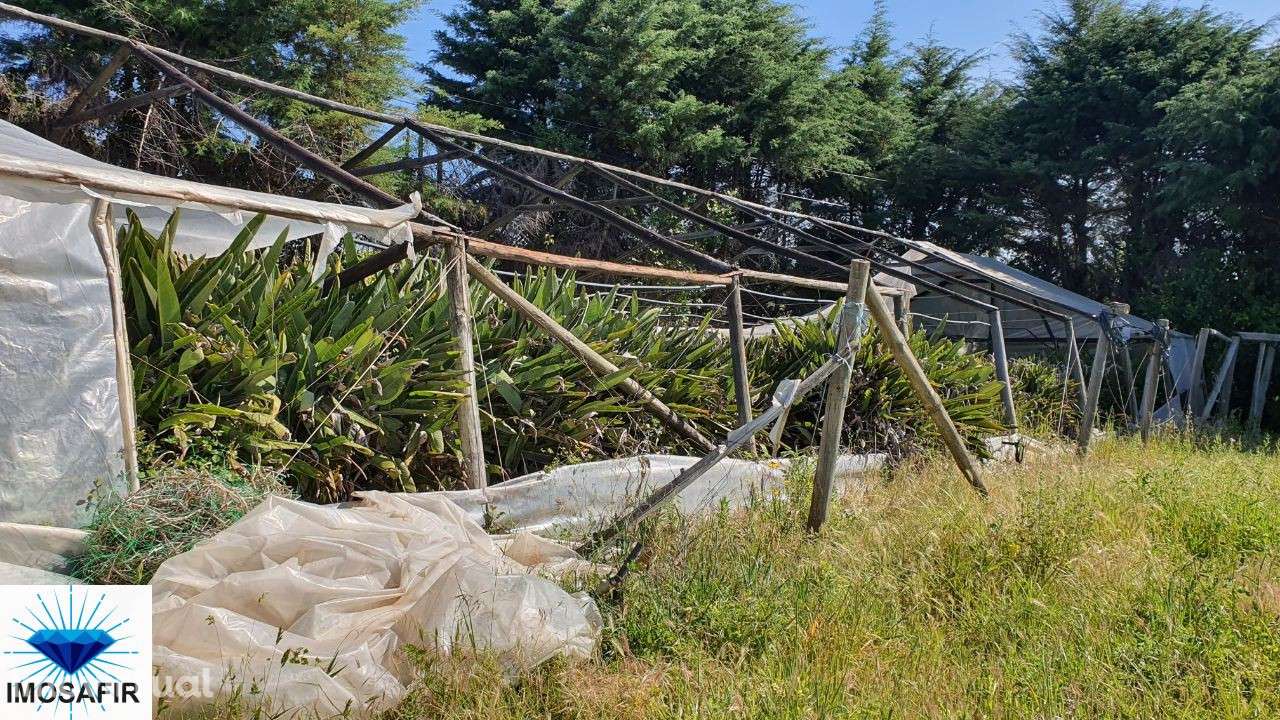 Terreno 1 Hectar com furo e sistema de rega - Grande imagem: 2/7