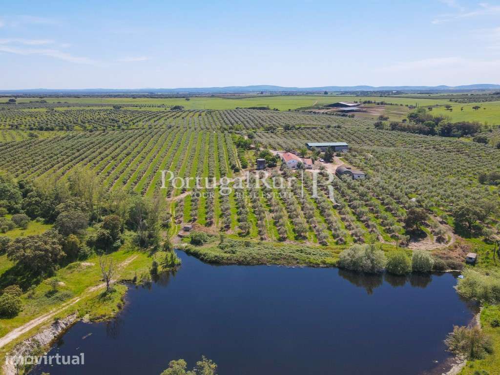 Herdade com 38 hectares com Olival em Produção com 2 Moradias - Grande imagem: 2/17