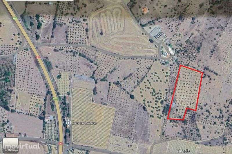 Terreno com olival - Grande imagem: 2/7