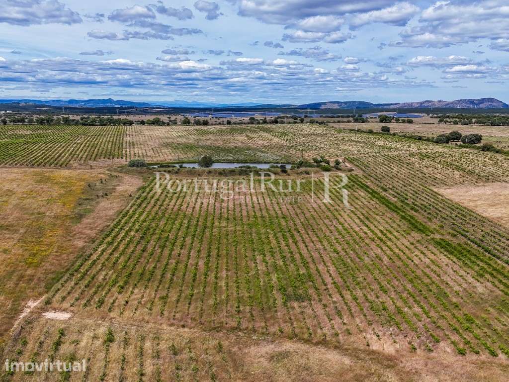 Propriedade vitivinicola com 32ha e marca própria em Nisa - Grande imagem: 2/36