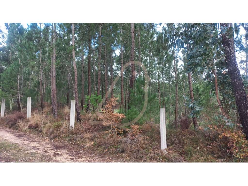 Terreno , terreno para construção - Grande imagem: 2/8