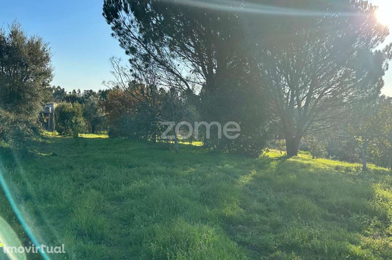 Terreno de Vinha 1652m2 em Anadia - Grande imagem: 4/15