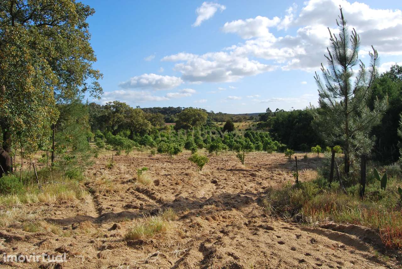 Terreno rústico 28200m2 em Vale do Junco, Chamusca, Golegã - Grande imagem: 5/41