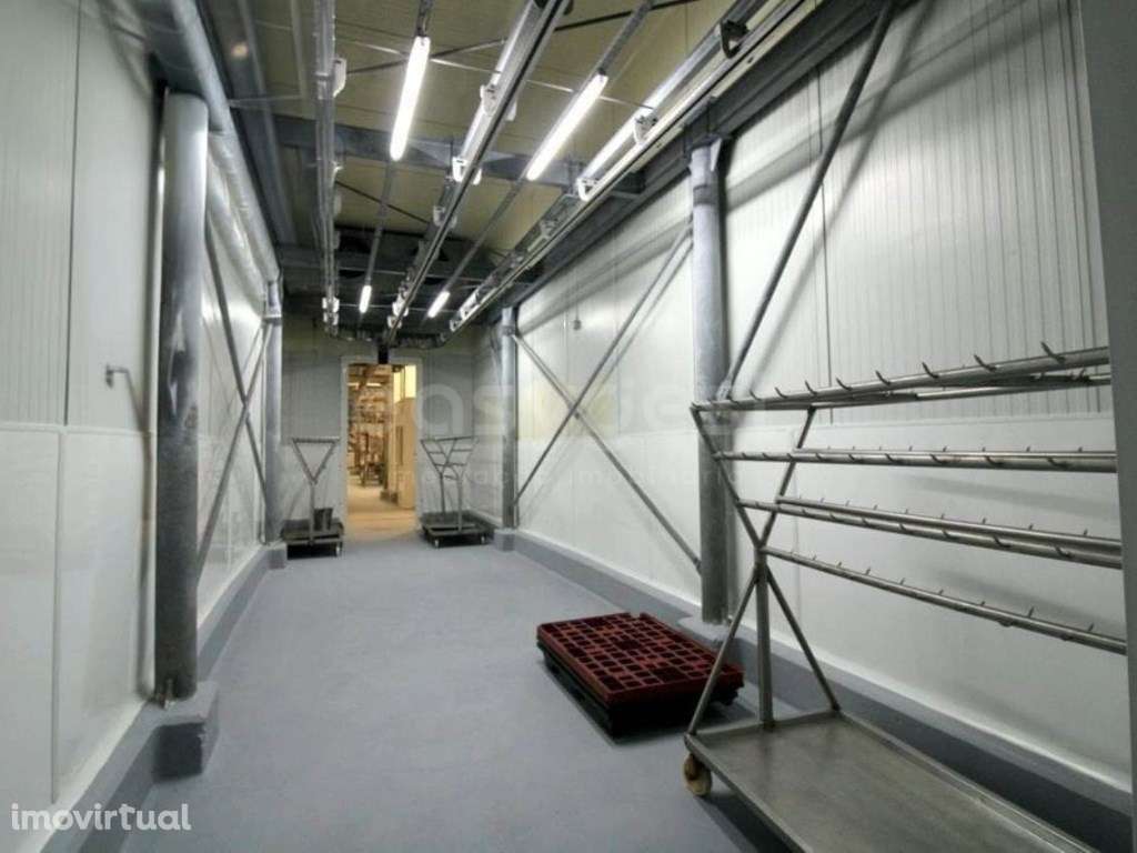 Matadouro Bovino - Grande imagem: 3/25