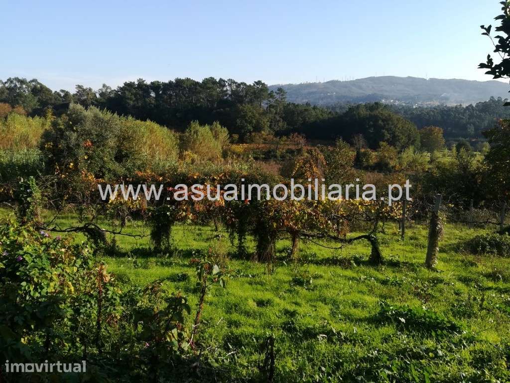 Terreno Agrícola - Ferreiros - Grande imagem: 4/7