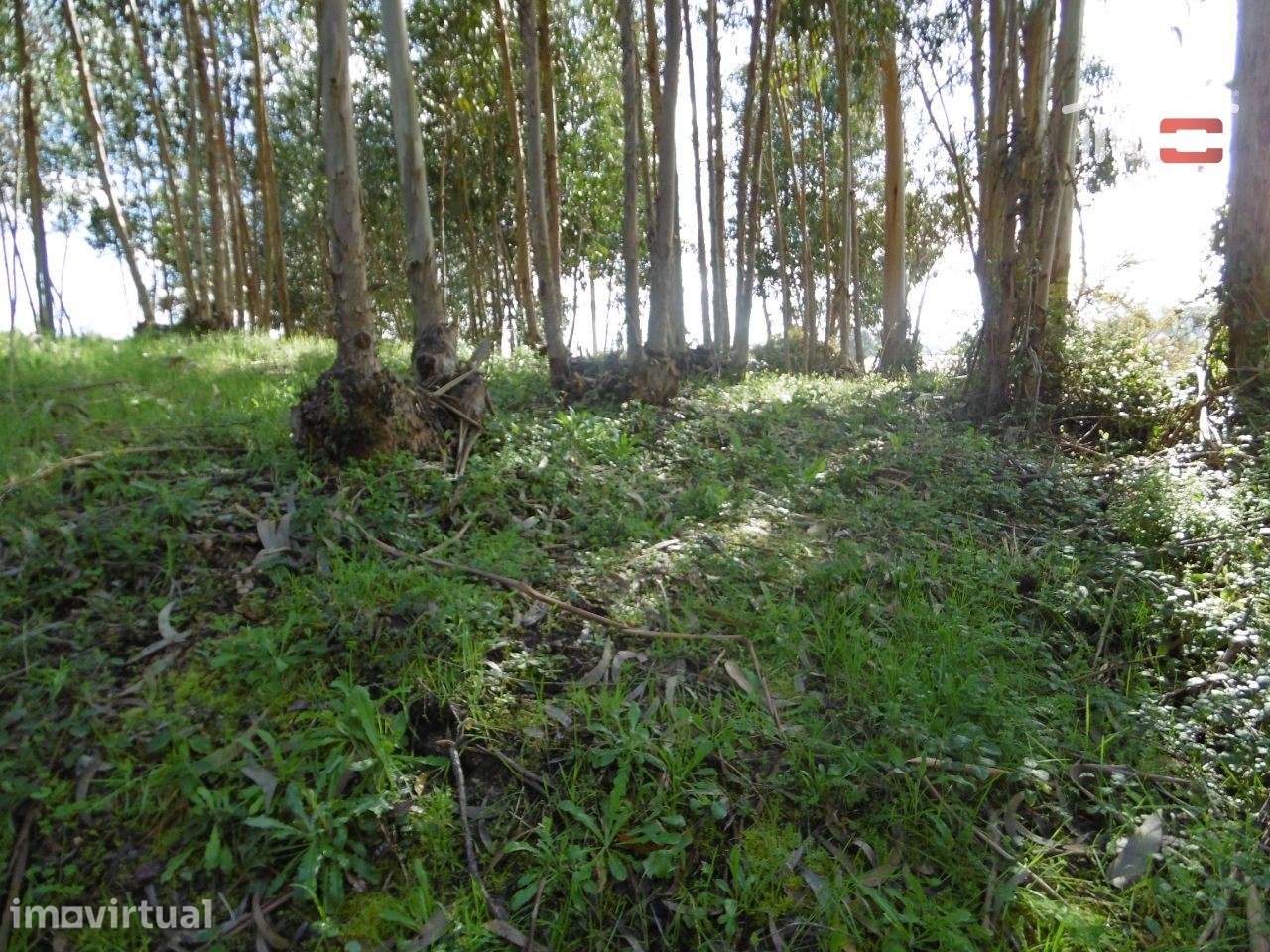 lote para moradia - Grande imagem: 2/6