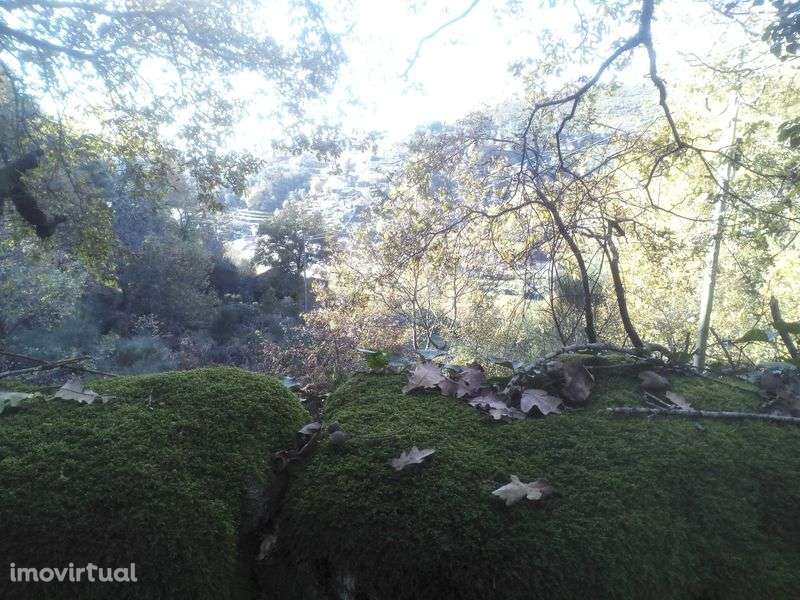 Terrenos em Adrão - Soajo - Grande imagem: 5/8