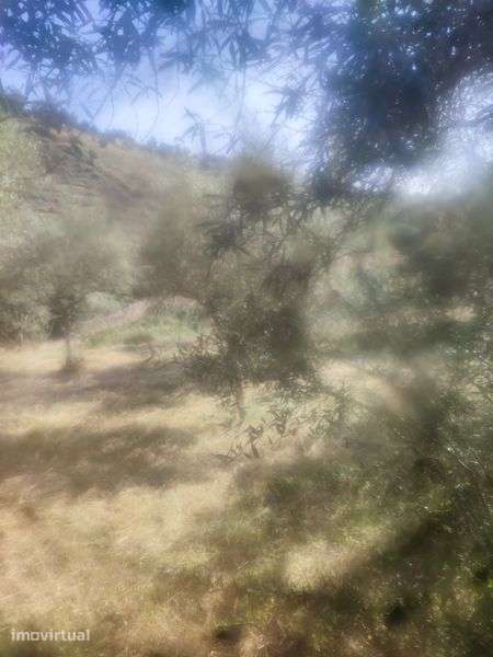 Vendo um terreno em mós Moncorvo - Grande imagem: 2/7