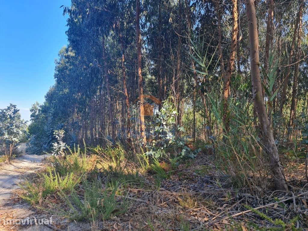 Terreno Agrícola 5.900 m2 | Brejoeira, A dos Cunhados, Torres Vedras - Grande imagem: 2/3