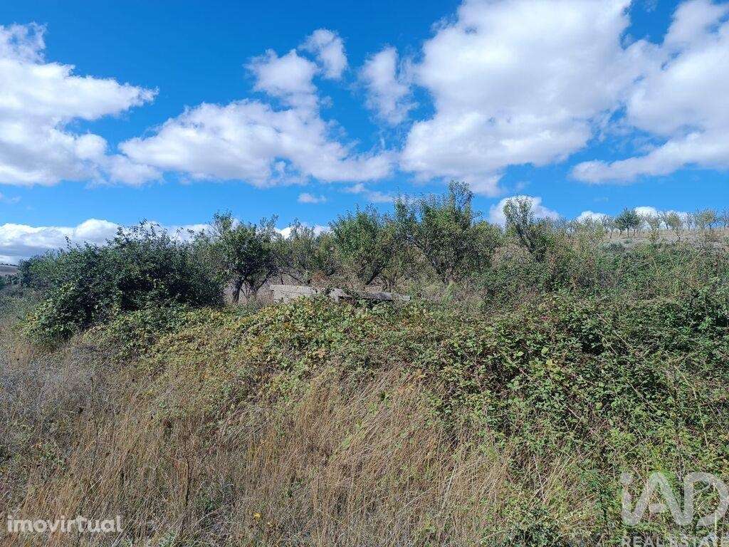 Terreno Agrícola em Azinhoso de 2874,00 m2 - Grande imagem: 3/6