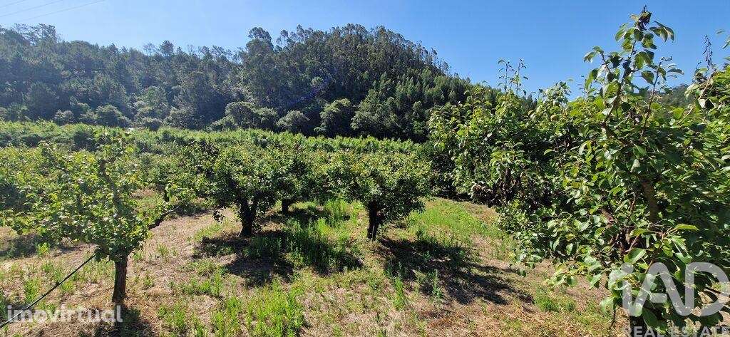 Terreno em Azueira e Sobral da Abelheira de 6250,00 m2 - Grande imagem: 2/28