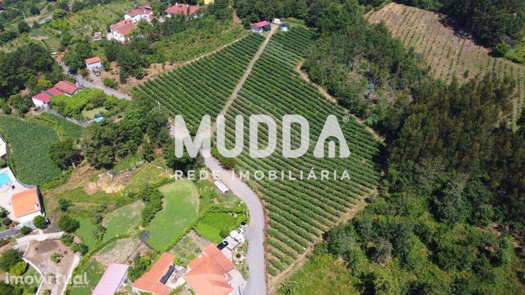 Trespasse de exploração de mirtilos, Rocas do Vouga, Sever do Vouga - Grande imagem: 2/21