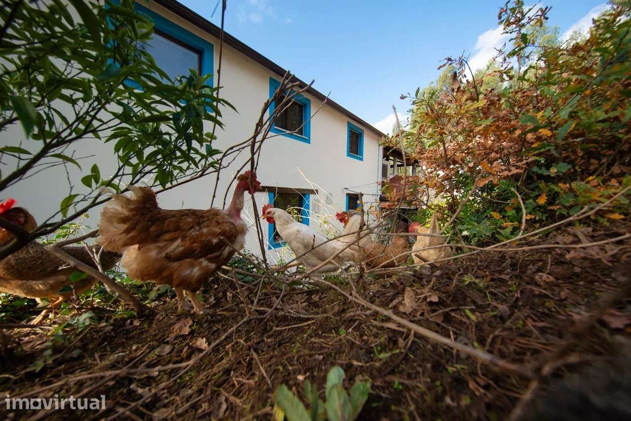 Quinta com 2 casas, 2 ruínas piscina e cerca de 1 hectare de terreno - Grande imagem: 5/60