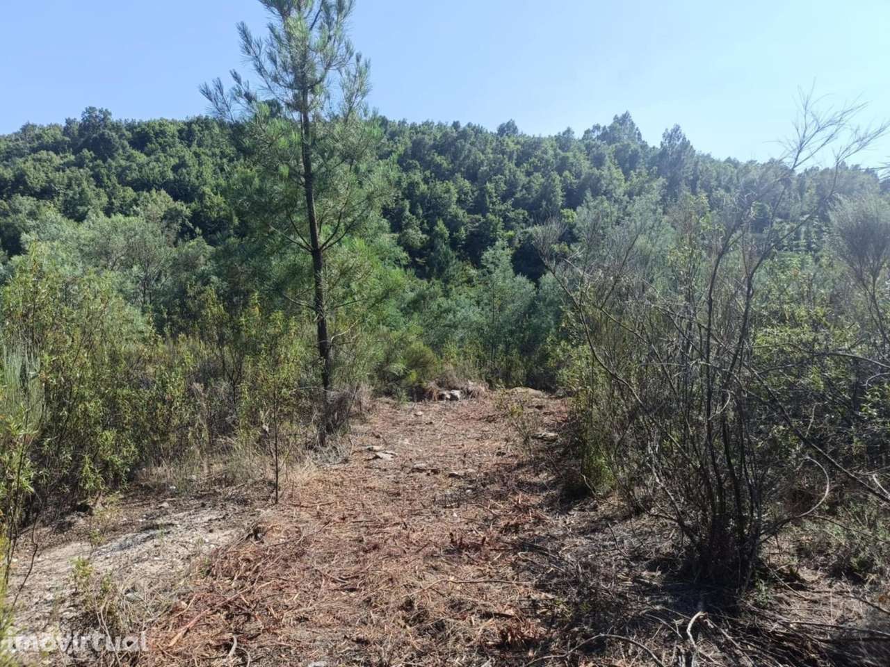 Terreno Rústico  Venda em Algodres,Fornos de Algodres - Grande imagem: 2/6