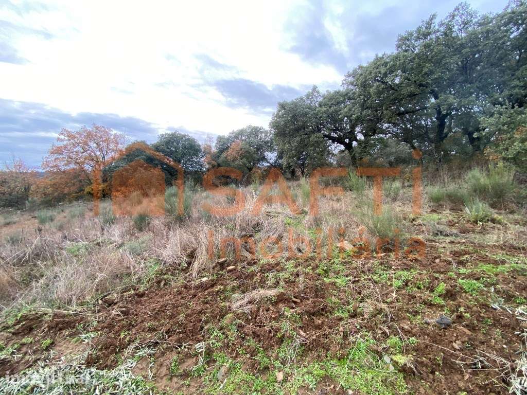 Olival de Excelência com 2,2 Hectares em Macedo de Cavaleiros - Pro... - Grande imagem: 4/32