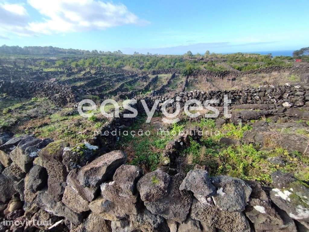Terreno no 'coração' vitivinícola do Lajido de Santa Luzia no Pico - Grande imagem: 2/22