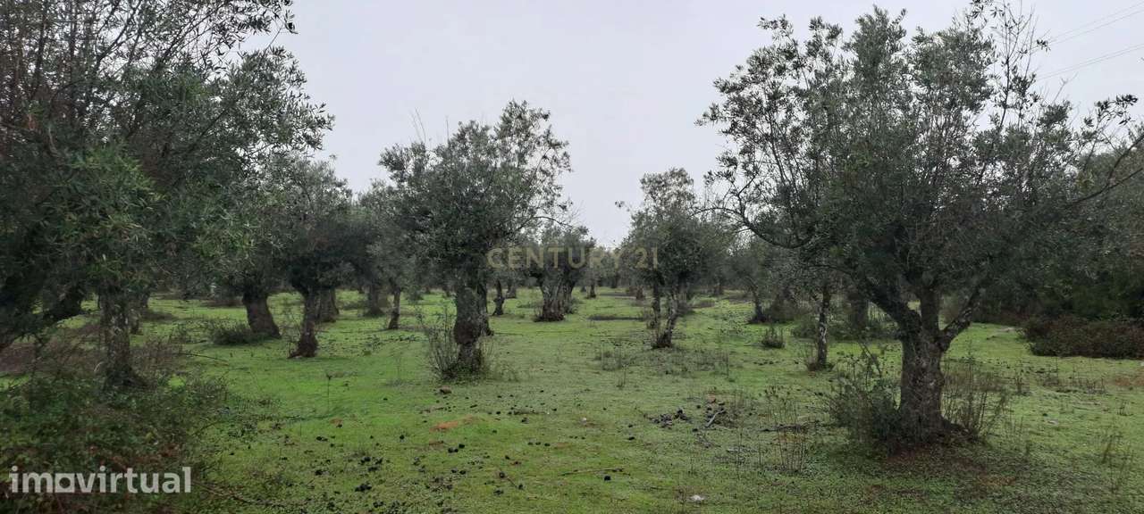 Herdade em Fronteira - Portalegre - Grande imagem: 2/5