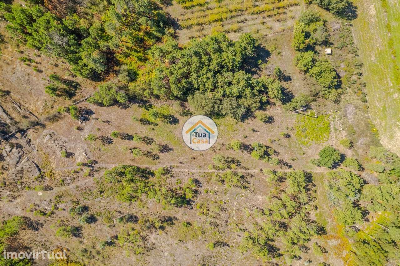 Terreno Rústico em Mangualde - Grande imagem: 3/16