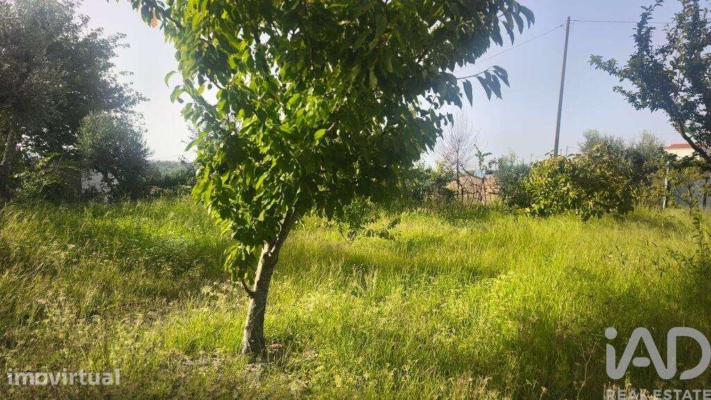 Terreno Agrícola em Seixo da Beira - Grande imagem: 5/40