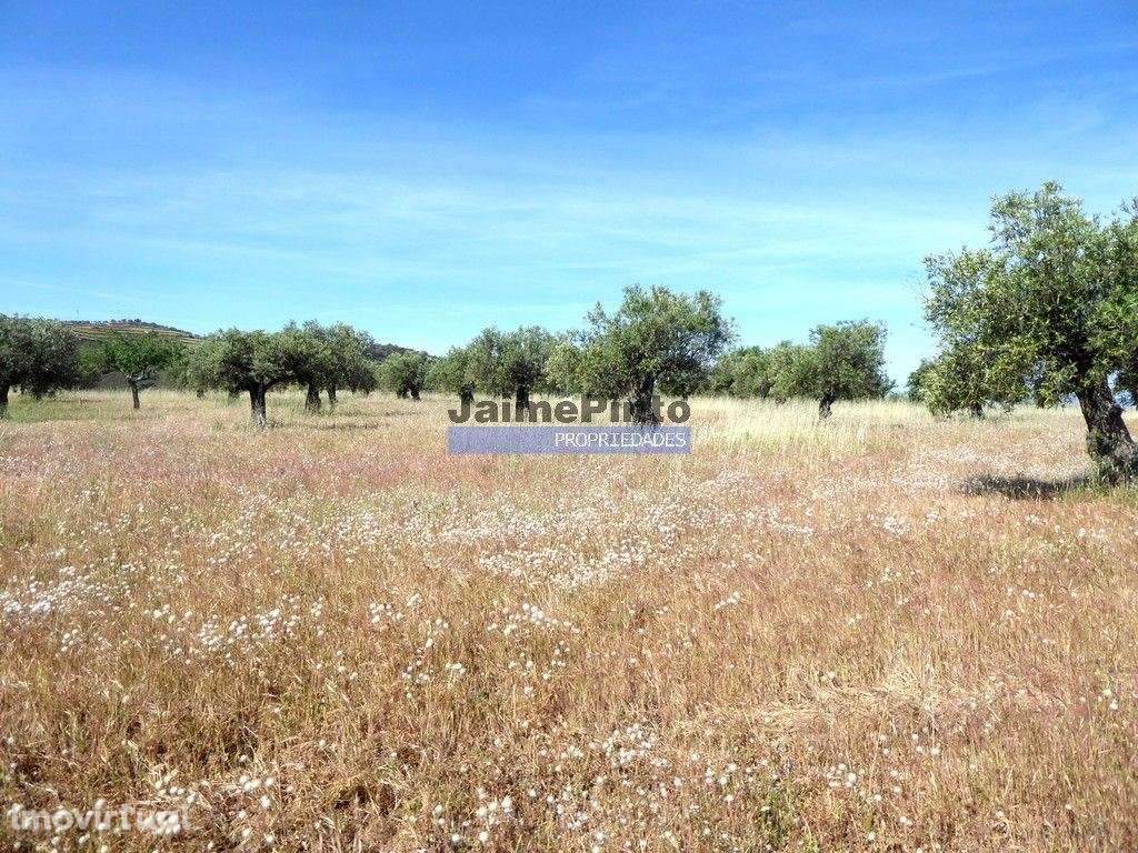 Olival de 6,9ha + Olival de 3ha, Escalhão. Portugal, F. C. Rodrigo,... - Grande imagem: 3/9