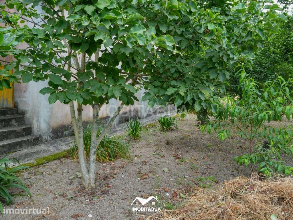 Quintal de cultivo com garagem em Cancela, perto de Santa Comba Dão - Grande imagem: 5/8
