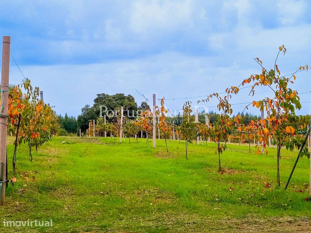 Quinta de produção biológica com 5 ha em São Vicente da Beira - Grande imagem: 3/7