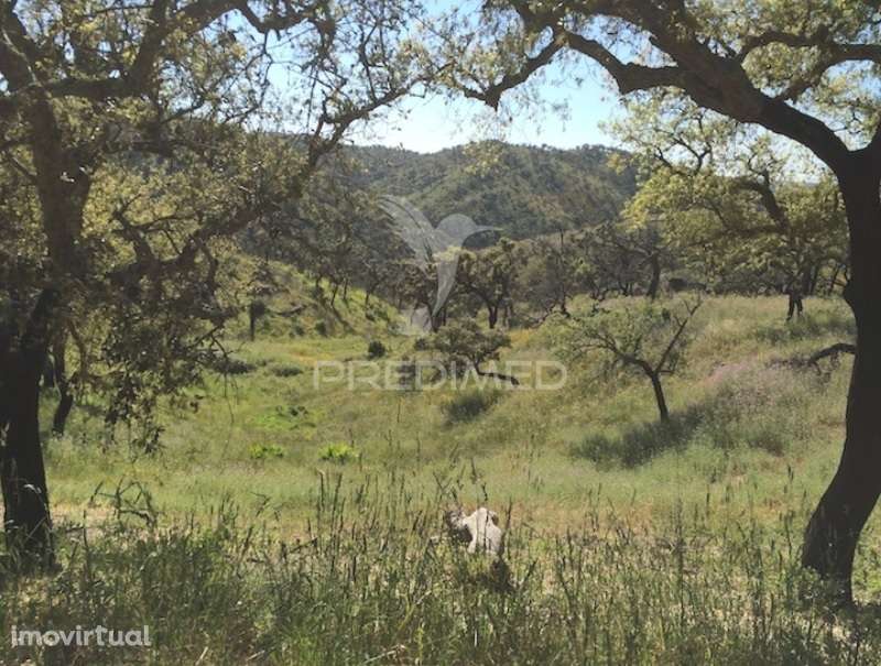 Terreno para Eco Resort parque Natural - Grande imagem: 2/10