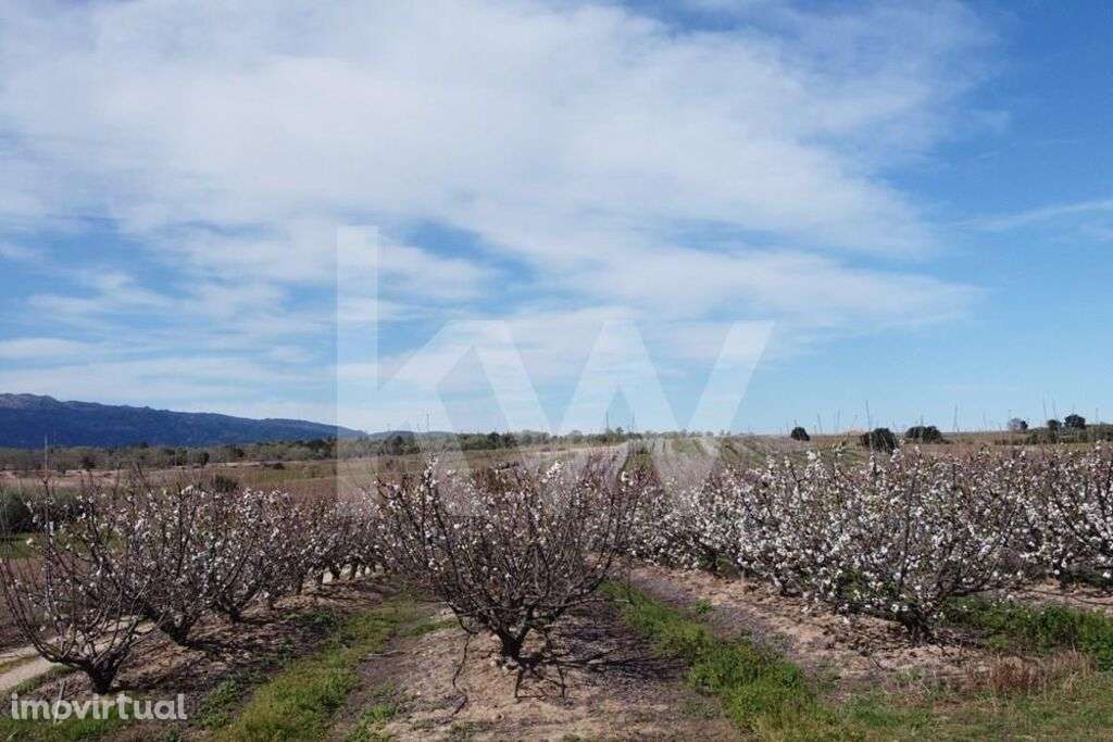 VENDA HERDADE COM PRODUÇÃO DE CEREJAS e PESSEGUEIROS - Grande imagem: 4/34