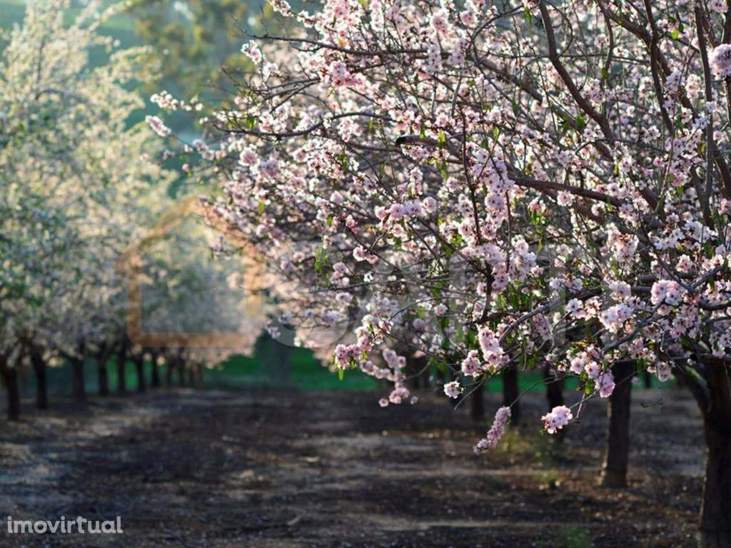 Herdade de rentabilidade diversificada - Grande imagem: 5/31