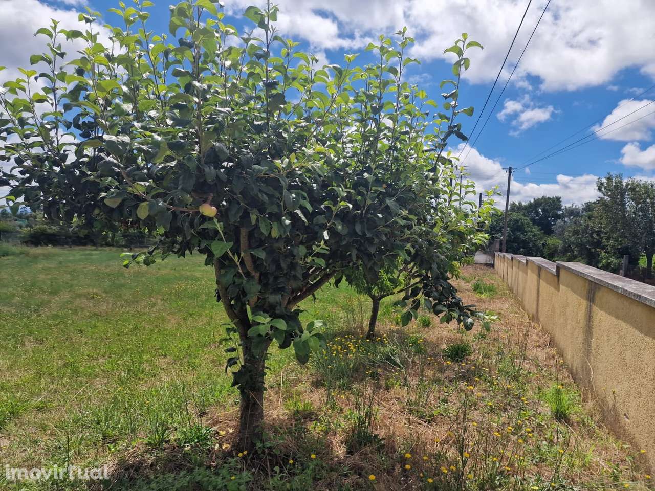 Terreno  Venda em Mouraz e Vila Nova da Rainha,Tondela - Grande imagem: 3/4