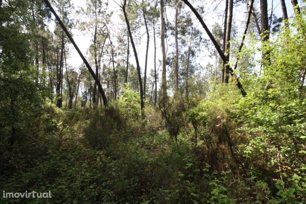 Terreno, Condeixa-a-Nova, Condeixa - Grande imagem: 2/7