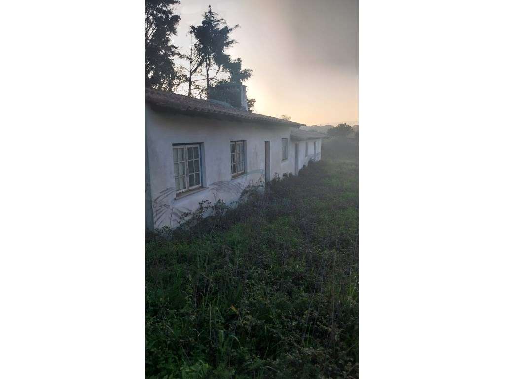 Lagar de Azeite- Lamarosa - Grande imagem: 2/13