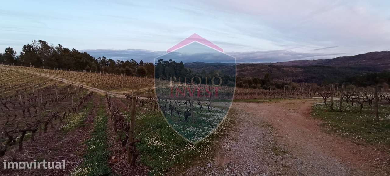 Quinta  Venda em Sezures,Penalva do Castelo - Grande imagem: 3/18