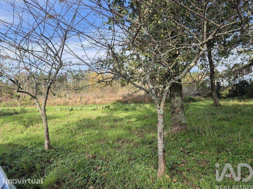 Terreno Agrícola em Lobão, Gião, Louredo e Guisande - Grande imagem: 4/15